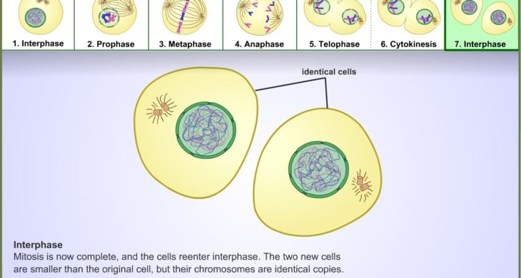 High School Science Learning Activity Mitosis Learning