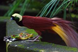 Birds of Paradise: An Astounding Resource for Science Education ...