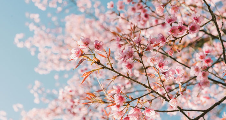 celebrate-the-cherry-blossom-festival-with-these-6-activities-for-kids