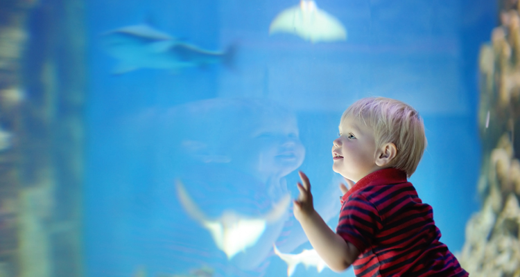Toddler at aquarium